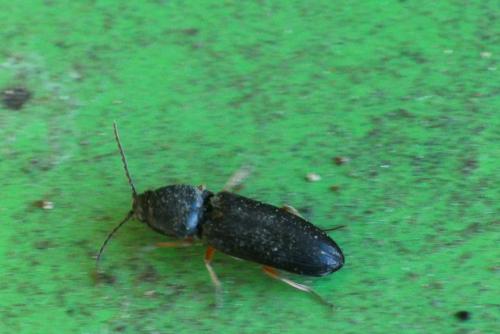 Réf. 223 387 : Cardiophorus sp.